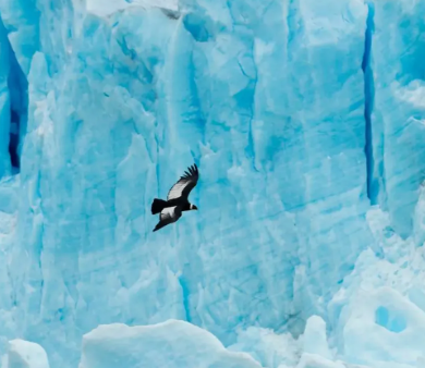 Glacier Pia