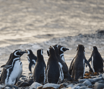 Île Magdalena et Punta Arenas