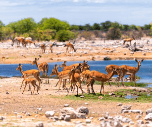 ETOSHA