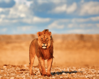 ETOSHA